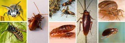 Ultimate Pest Control