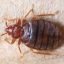 Doffdon Bedbug Exterminator