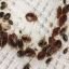 Bed Bug Exterminator Dallas