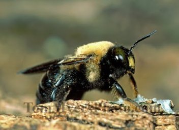 All-Rite Pest Control