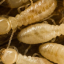 Iowa Pest and Termite Iowa Pest and Termite