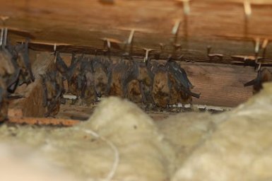 Quality Pro Pest &amp; Wildlife Services