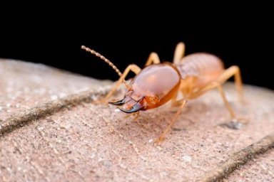 Ecola Termite and Pest Control Services