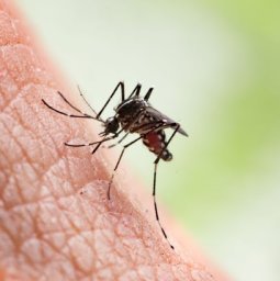 Lady Bug Termite and Pest Services