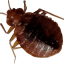 Affordable Bed Bug &amp; Pest LLC