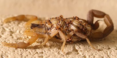 NEWMANS PEST CONTROL