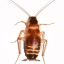 Central Termite and Pest Control Central Termite and Pest Control
