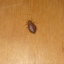 Bed Bug Exterminator Des Moines Bed Bug Exterminator Des Moines