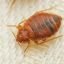 Northwest Bedbug Company