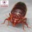 Integrated Bed Bug Removal Integrated Bed Bug Removal