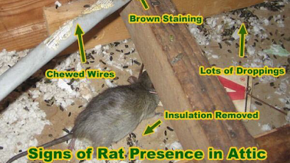 BACK BAY PEST &amp; MOSQUITO