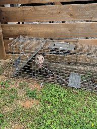 D'Bug Man Pest Control LLC