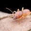 Ecola Termite and Pest Control Services