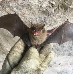 Quality Pro Pest &amp; Wildlife Services 1