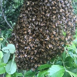 Quality Pro Pest &amp; Wildlife Services 3