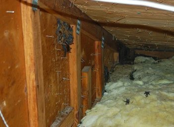 Quality Pro Pest &amp; Wildlife Services 4