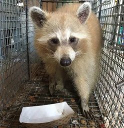 Quality Pro Pest &amp; Wildlife Services 2